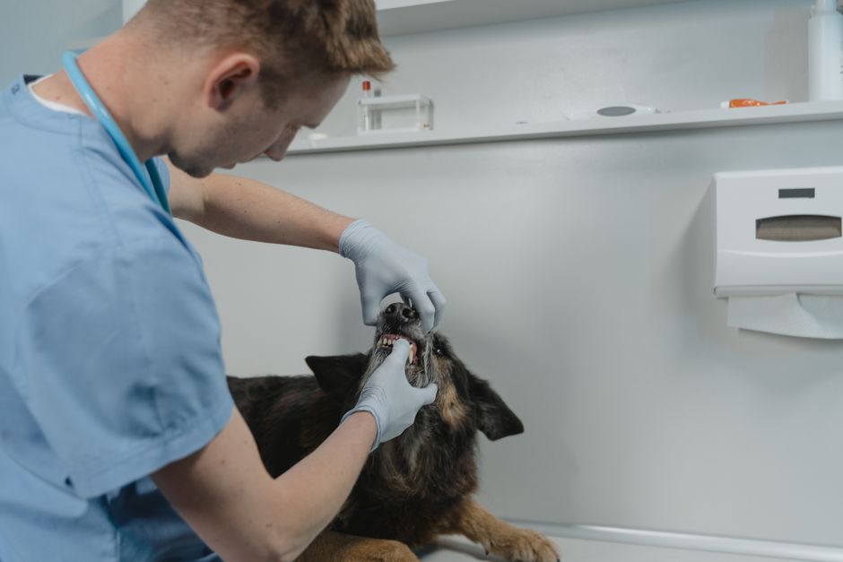 holistic dental care for dogs