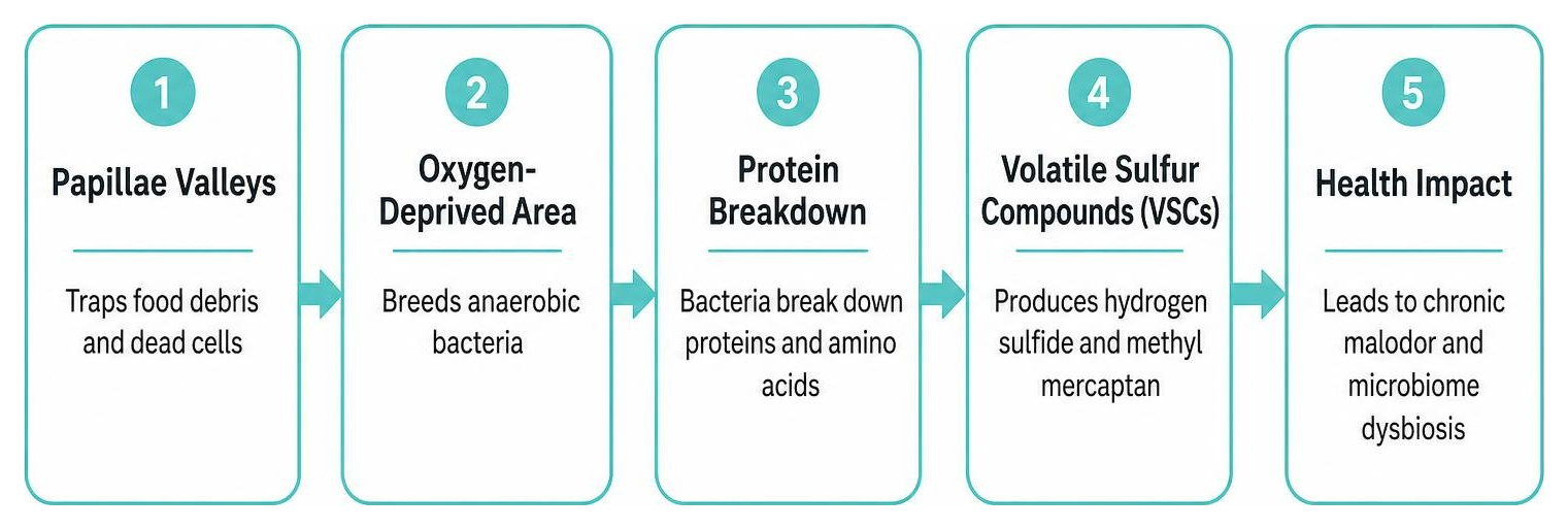 Overview of tongue biofilm formation and oral microbial dynamics